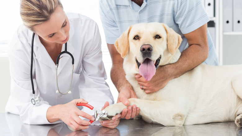 Happy dog getting nails trimmed at vet