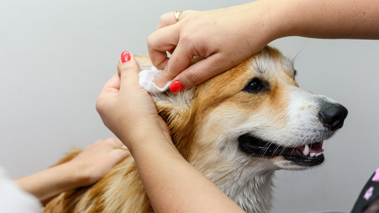 hands cleaning dog's ear with cotton pad