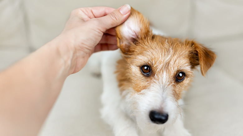 hand holding up dog's ear