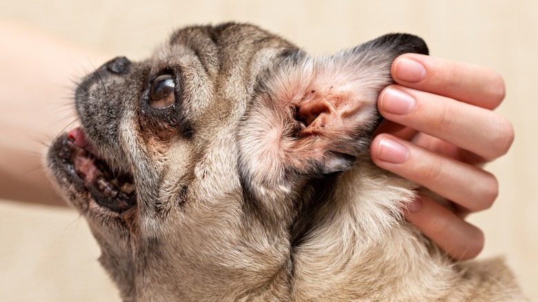 hand holding up dirty pug's ear