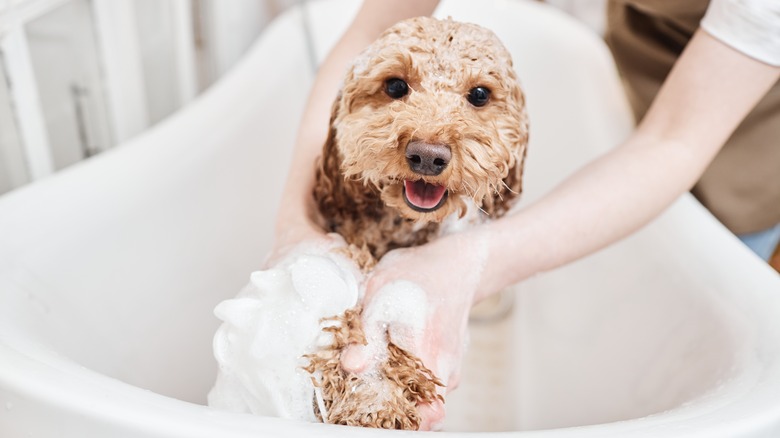 Owner washing a Maltipoo dog in a bathtub