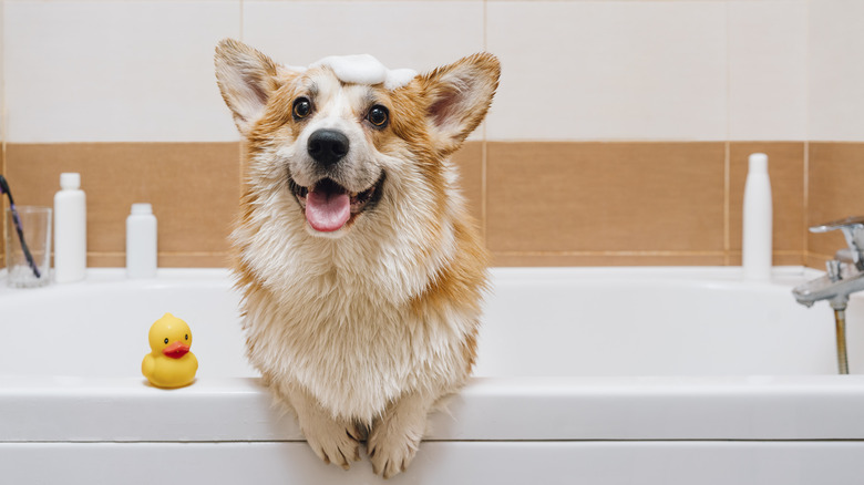 A smiling corgi with soap suds on head leaning over edge of bathtub