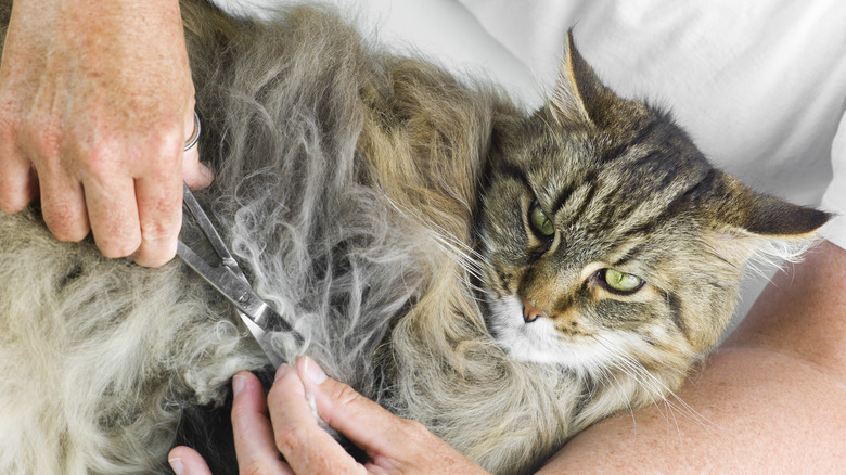 hands cutting cat's hair