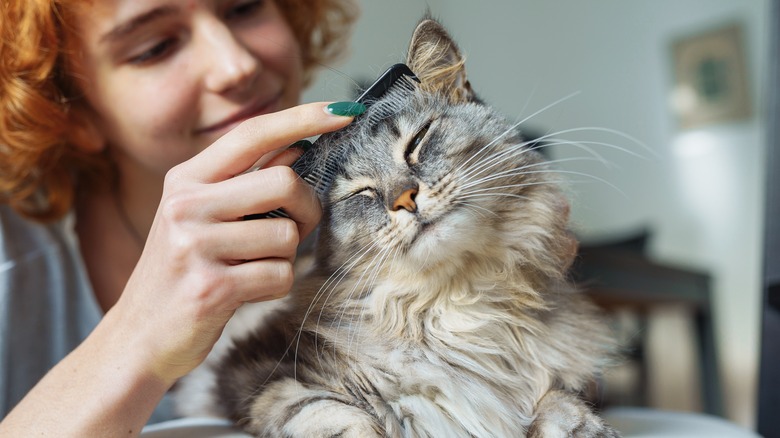 person grooming cat with comb