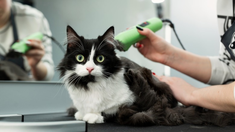 cat on grooming table