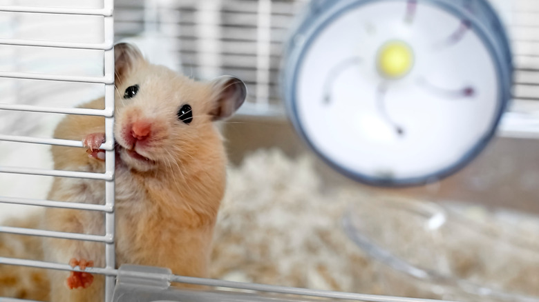 A Syrian hamster peeks out from its cage