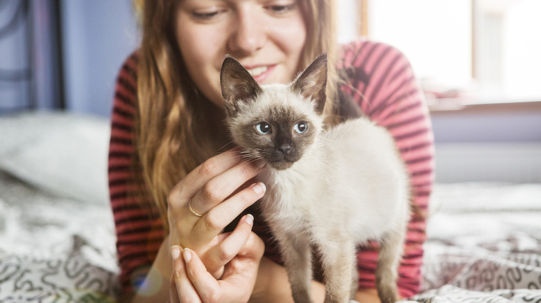 A woman petting a Siamese kitten