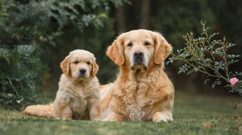 An adult golden retriever sits with their puppy on a lawn