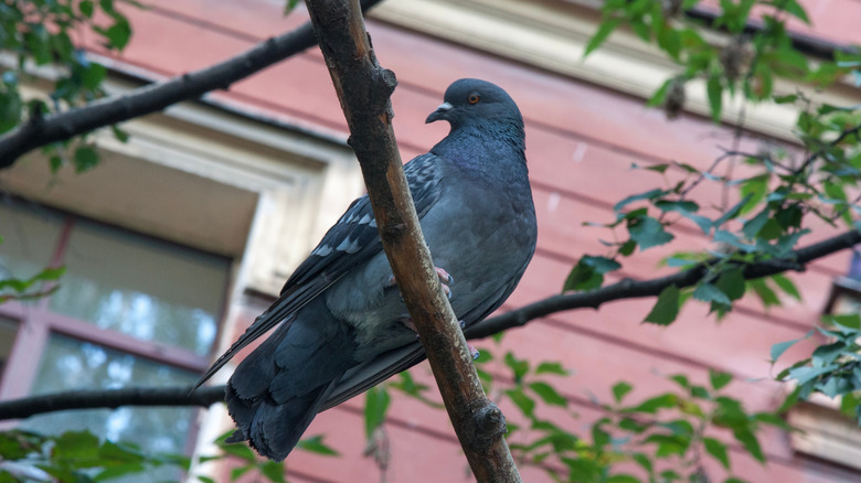 A pigeon sitting on a tree branch