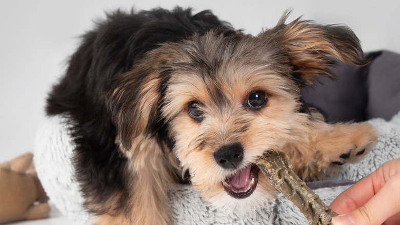 morkie dog plays with chew toy