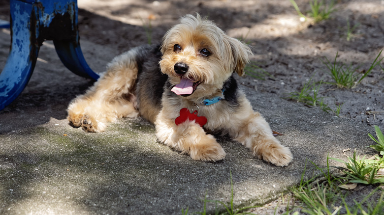 Morkie lies on the sidewalk