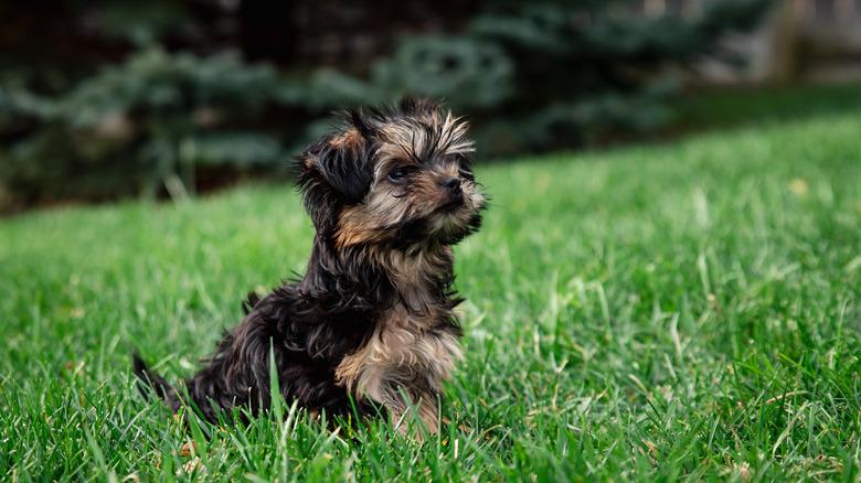 morkie outside in the grass