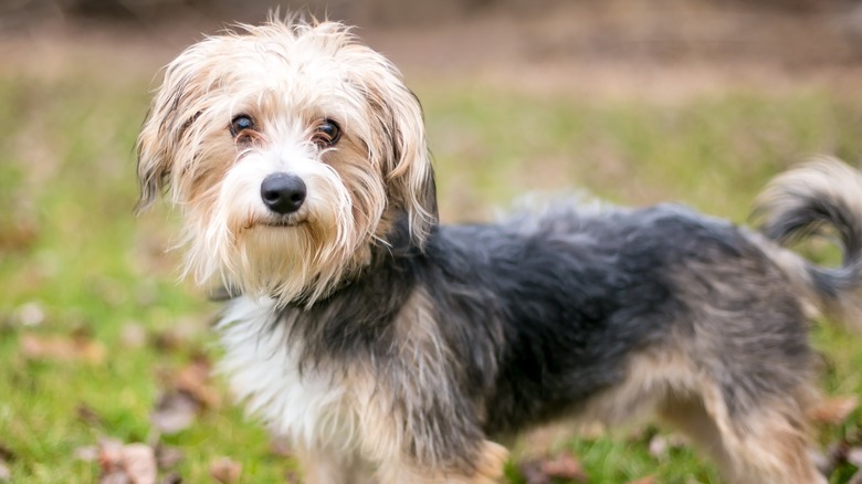 Morkie standing in the grass