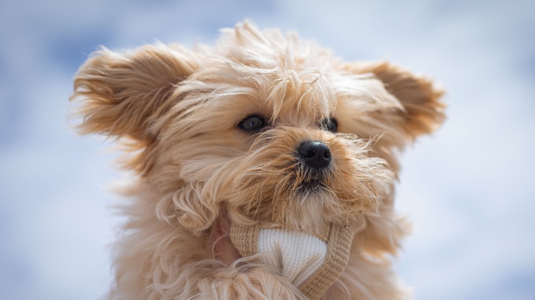 fluffy morkie