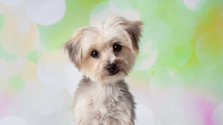 white morkie puppy sitting