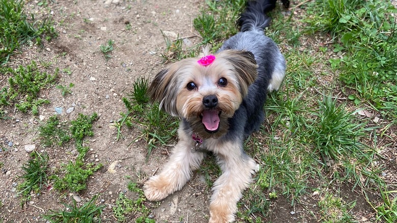 Morkie dog sits in grass