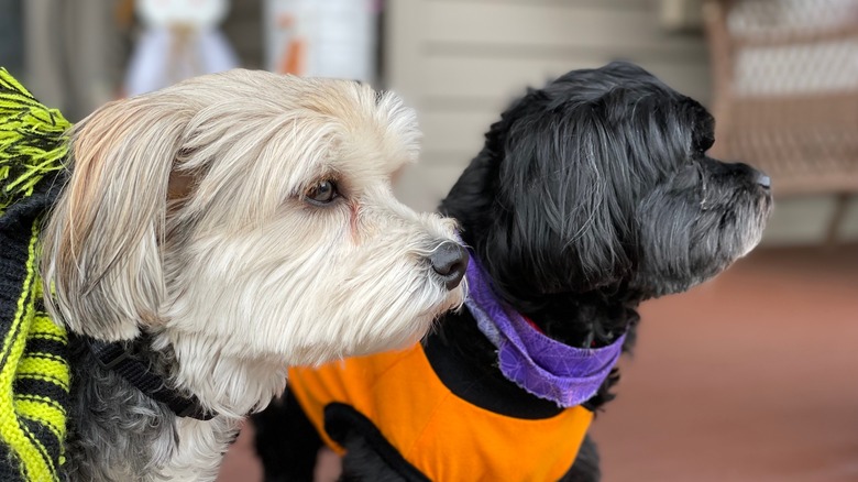 two morkie puppies