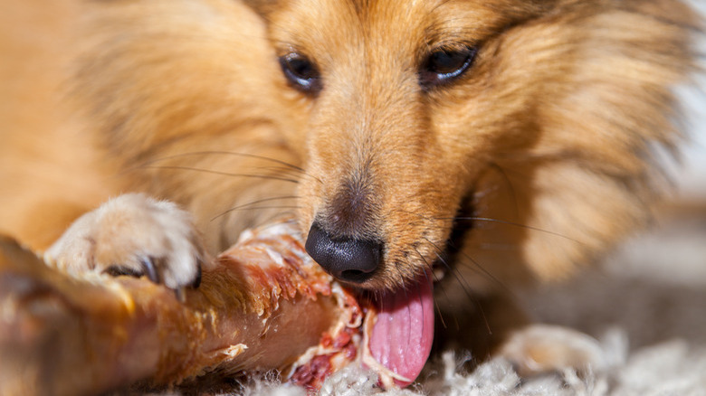 Shetland Sheepdog chews a pig bone