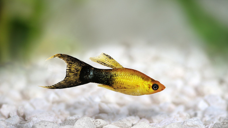 Golden black Lyretail Molly Poecilia latipinna aquarium fish