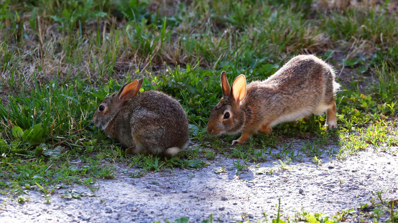 Two cottontail rabbits, one walking, stand in the grass.