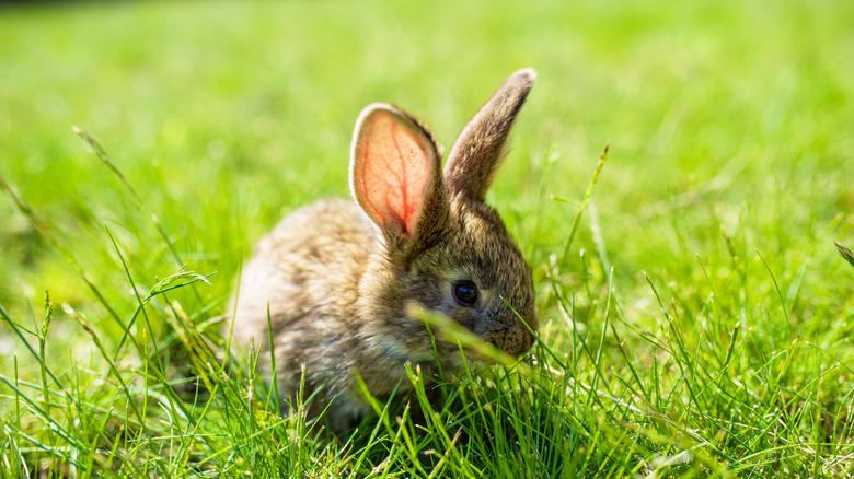 A baby cottontail rabbit stands in bright green grass.