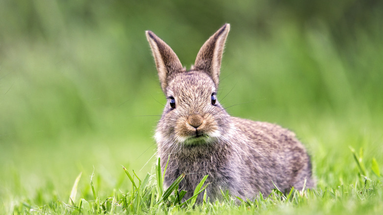 A cottontail rabbit stands in the grass and stares at the camera.