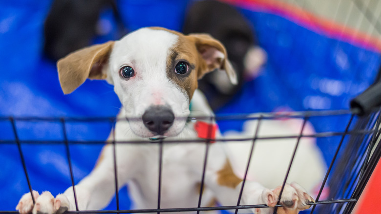 A puppy jumps up and puts its paws on the fence of a playpen.