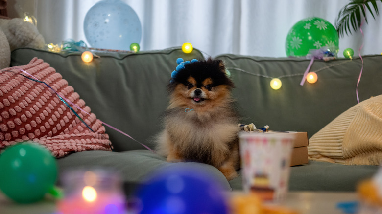 A Pomeranian puppy sits on a couch with balloons and lights all around.