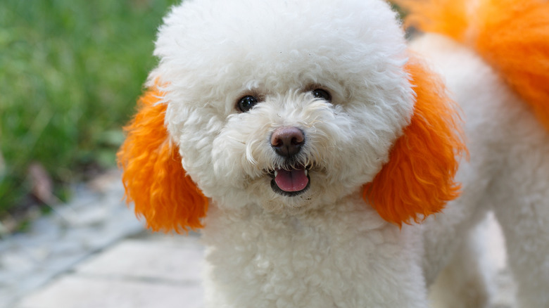 a dog with dyed ears and tail