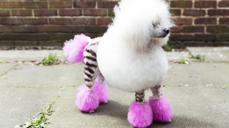 a poodle with stripes and pink legs and tail