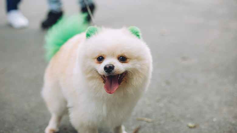 dog with green ears and tail