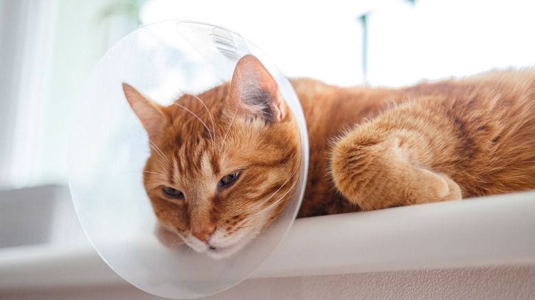 Ginger cat on window ledge wearing cone