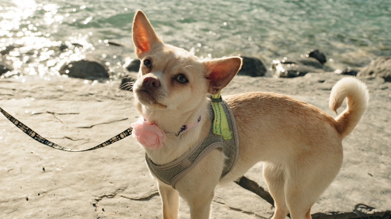 Chihuahua on leash near a body of water