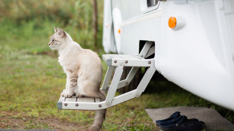 A cat sits on the steps of an RV while camping