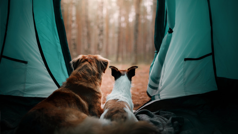 Two dogs stare out at the woods from inside a tent