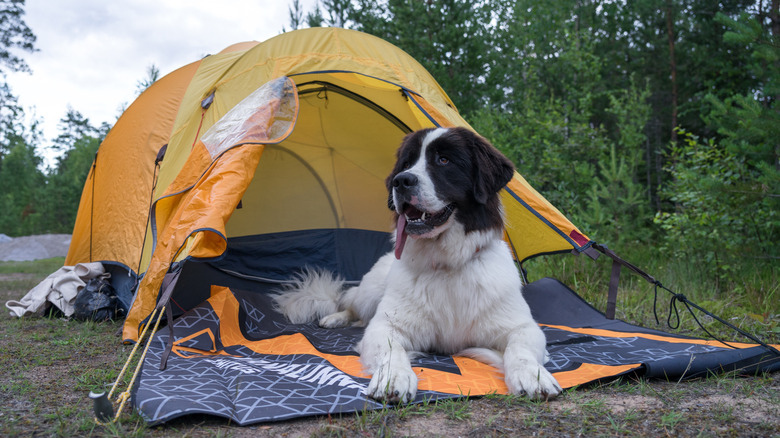 A Saint Bernard lies on a sleeping bag in front of a tent