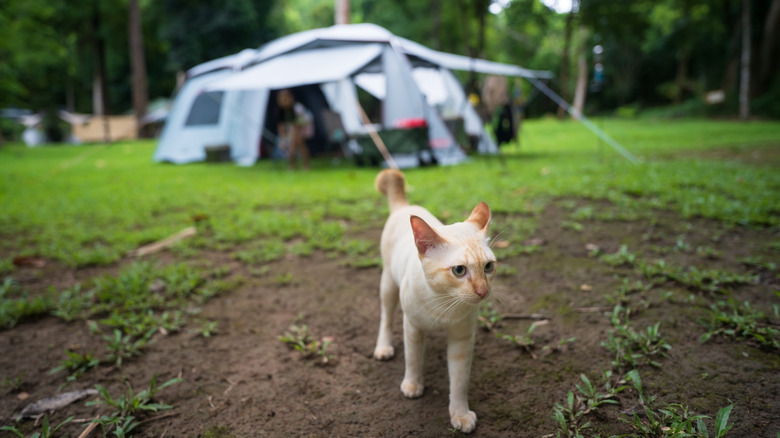 An orange cat explores a campsite with a tent in the background