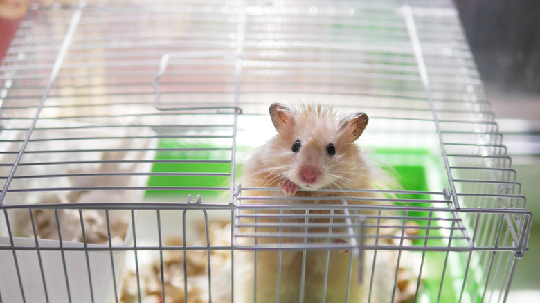 A hamster is in a cage. The hamster looks out of the cage.