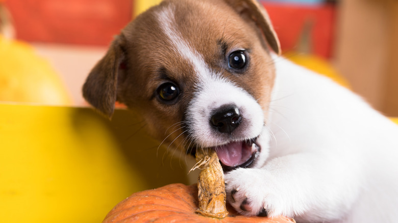 puppy up against pumpkin