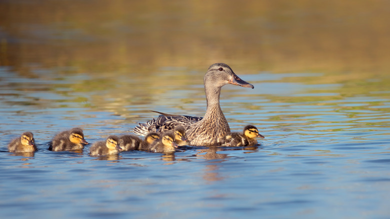 Female Mallard swimming on lake with ducklings