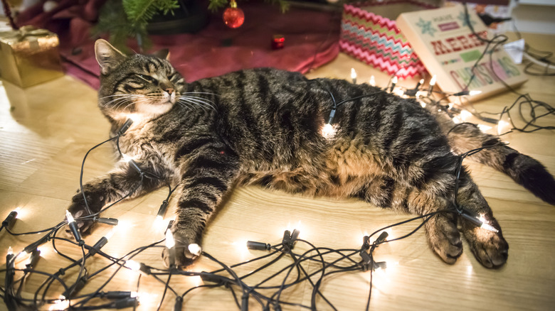 A multi-color cat under a Christmas tree surrounded by lights