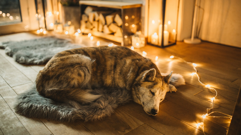 A dog sleeping peacefully on a rug beside some Christmas lights