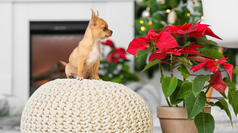 A small dog on a knitted bed staring at a poinsettia