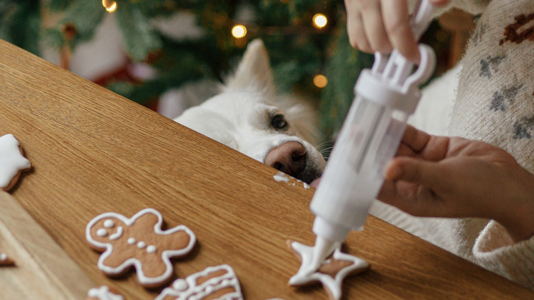 A dog watches on intently as Christmas cookies are decorated