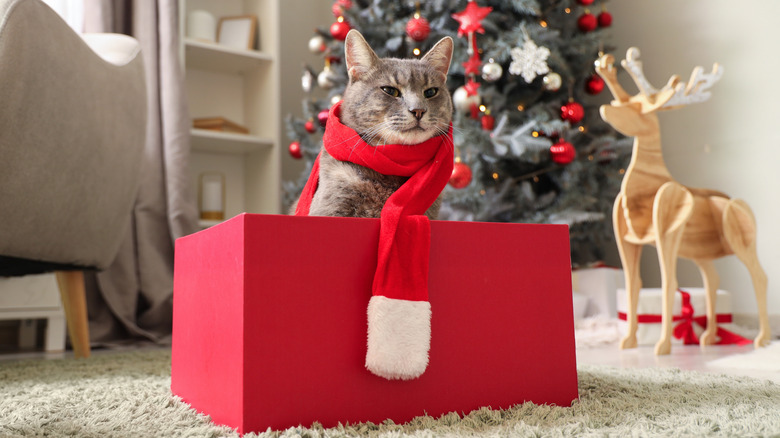 A cat with a ribbon around its nect sits inside a red box in front of a Christmas tree