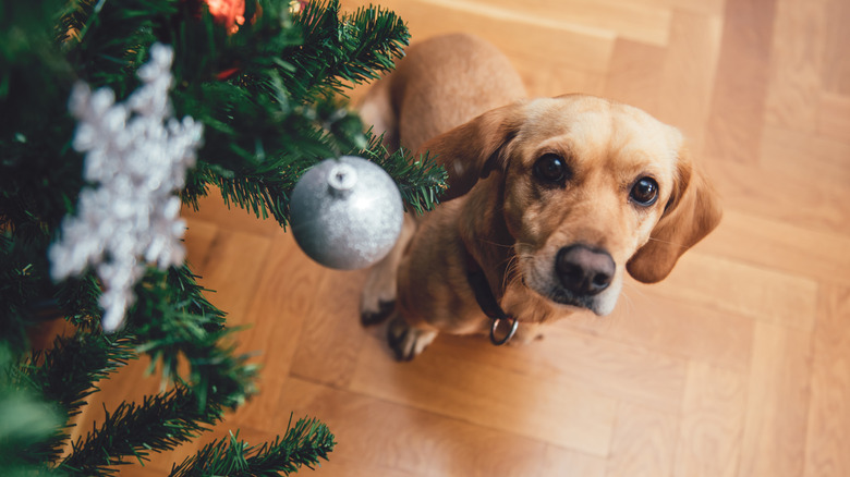 A dog on a hardwood floor staring up at a Christmas ornament on a tree