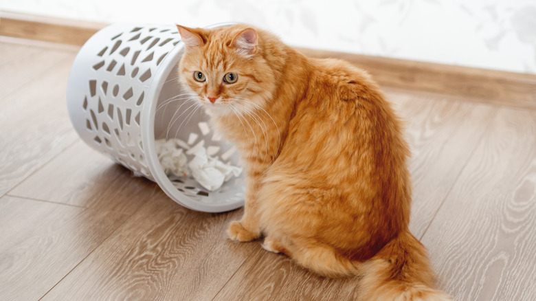 an orange long hair cat beside an overturned waste bin