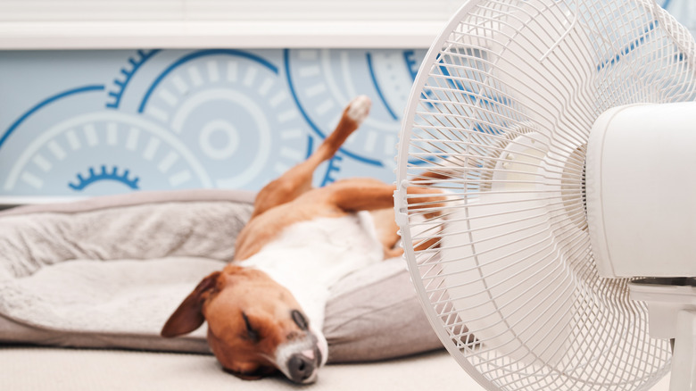 A relaxed dog on his bed with a fan blowing on him