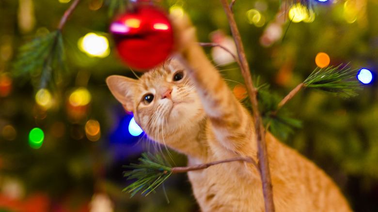 A playful cat reaches for a red ornament in a Christmas tree