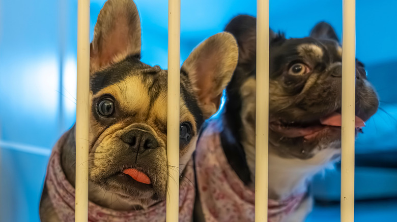 two french bulldogs with funny expressions behind a pet gate